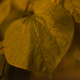 Illustration for article titled 7D vs. D300s ISO Test